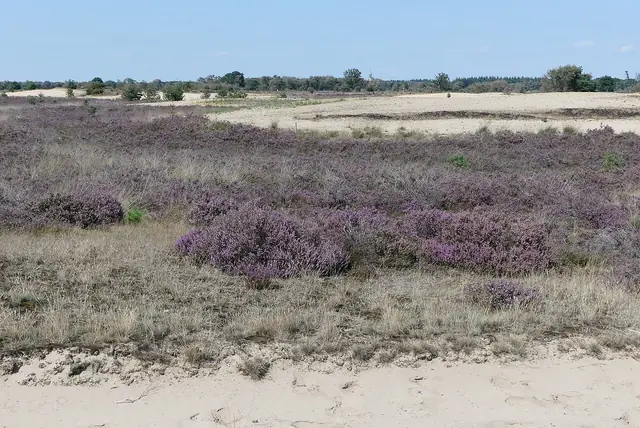 Strabrechtse Heide