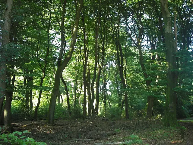 Speulderbos