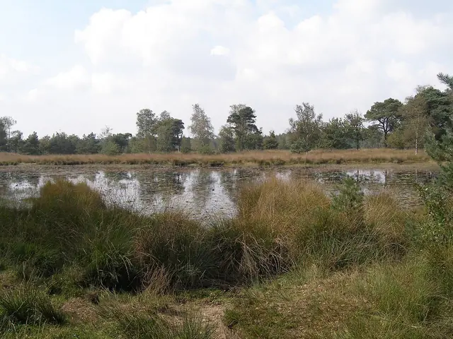 Kampina