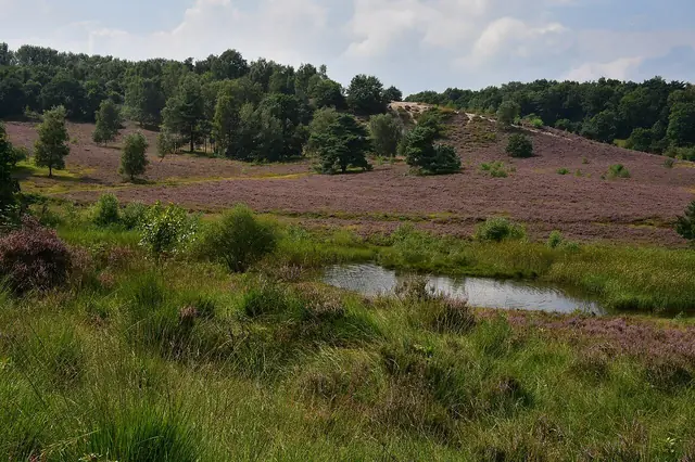 Brunssummerheide