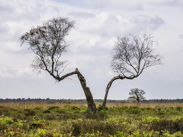 Heide bij Hoenderloo