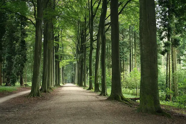 Arboretum van Tervuren